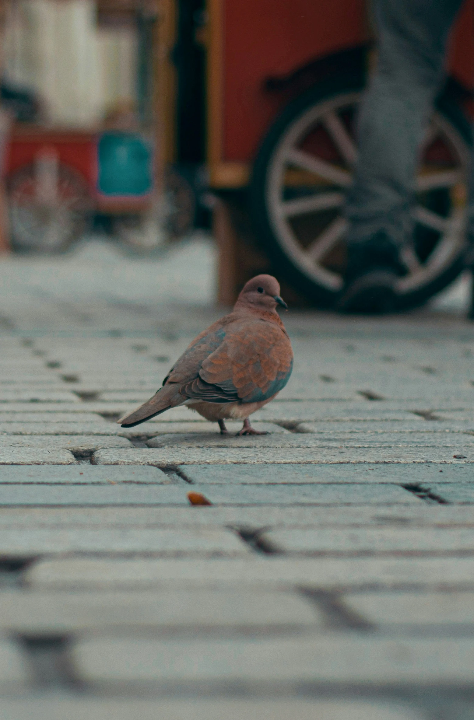 a brown bird sitting on the floor of a street