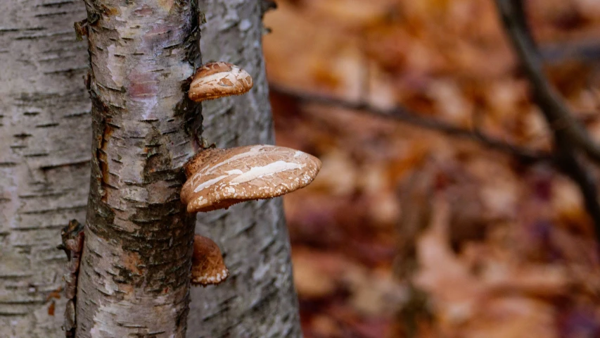 a group of mushrooms growing on the bark of a tree