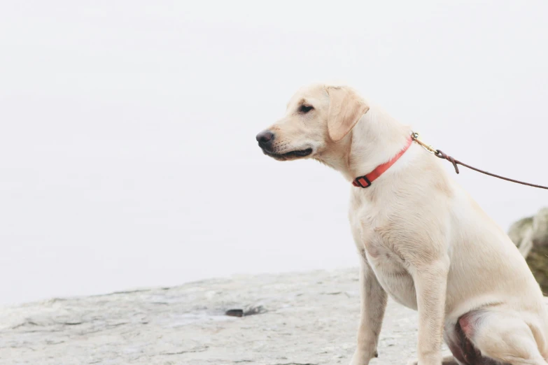 the dog is sitting on the sand outside