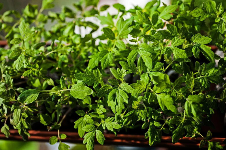 green plants are growing in pots and on a shelf