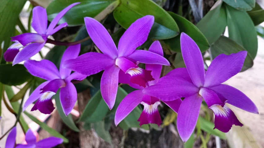 a beautiful purple flower sitting next to green leaves