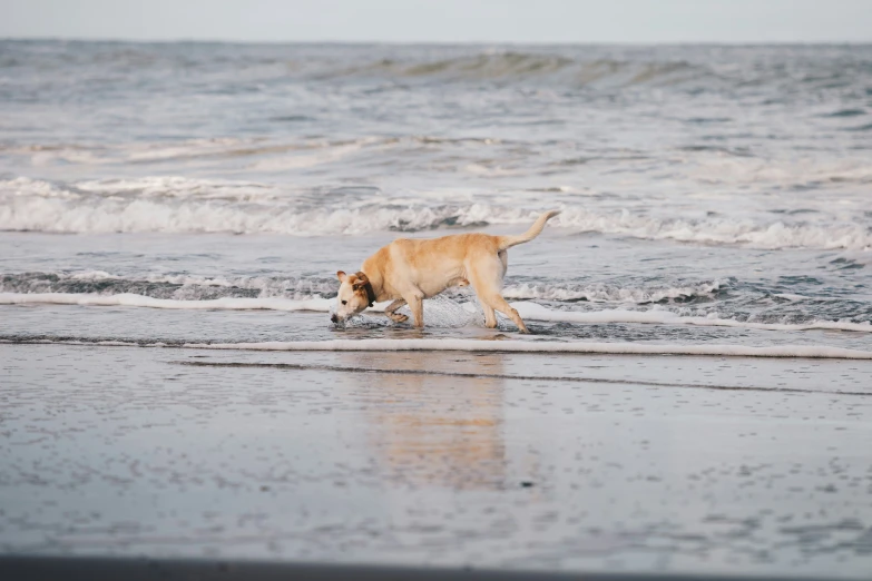 an image of a dog walking in the water on a beach