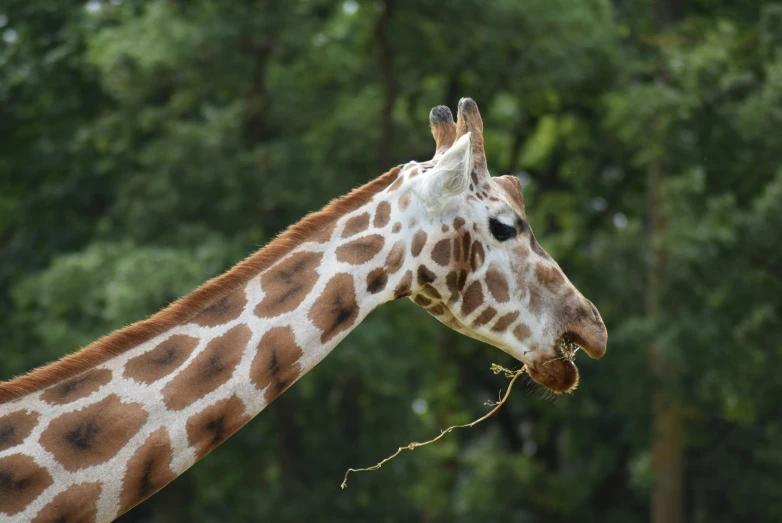 a giraffe eating soing off a stick