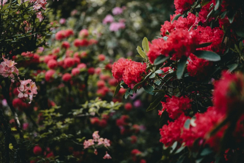 flowers blooming in a garden next to a green wall