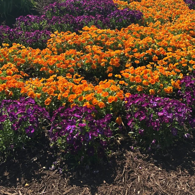 the yellow flowers are in the flower bed near the sidewalk