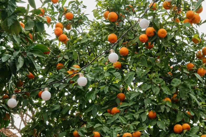 a tree with fruit hanging from it's nches