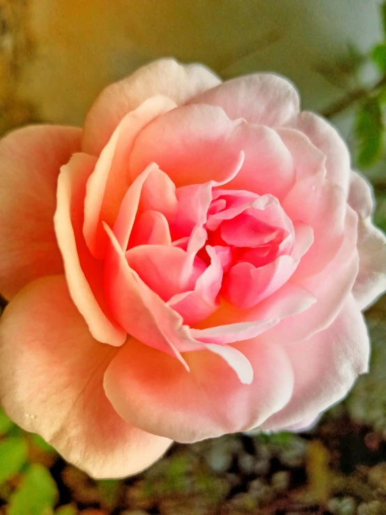 a pink flower with green leaves in the background