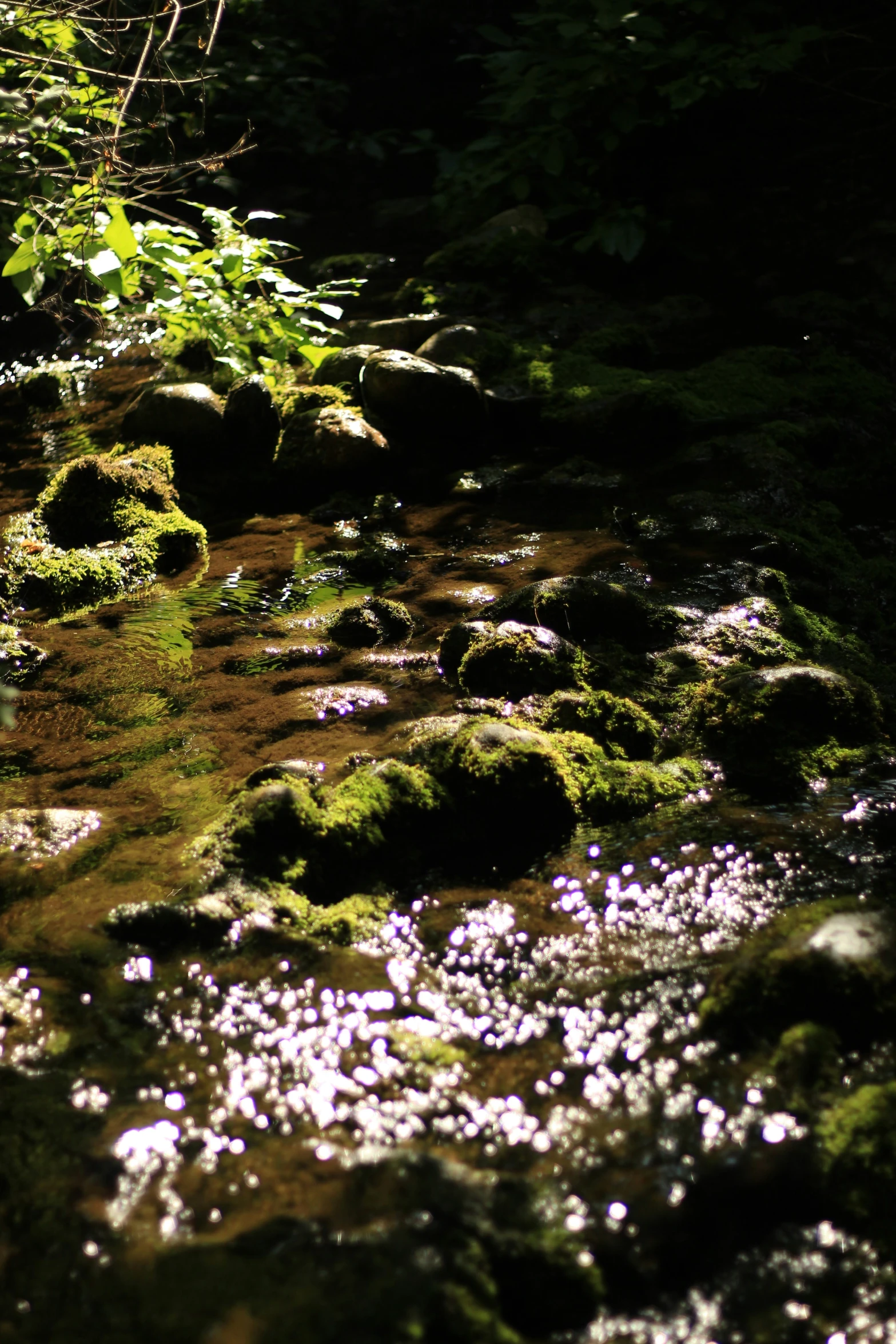 a water stream with moss covered rocks and trees in the background