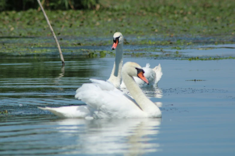 two swans swimming side by side in a river