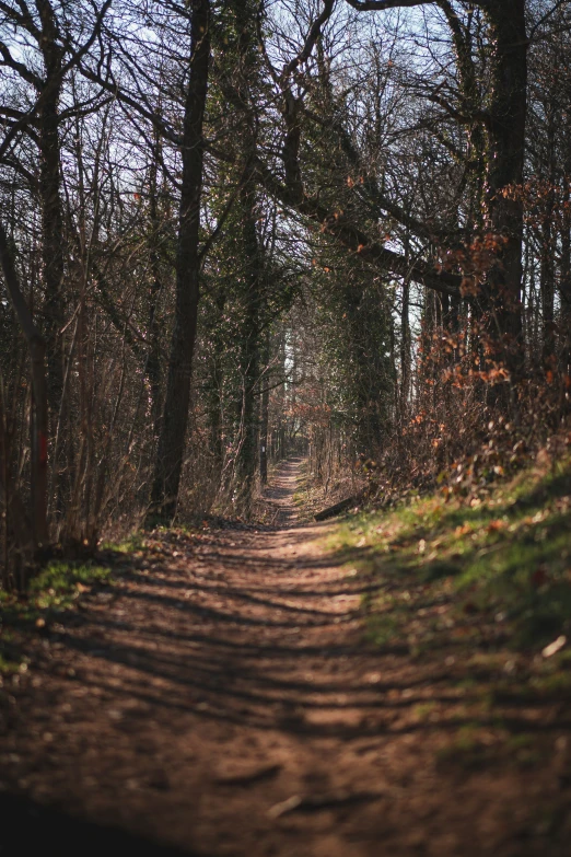 a path leads through the forest in the day light