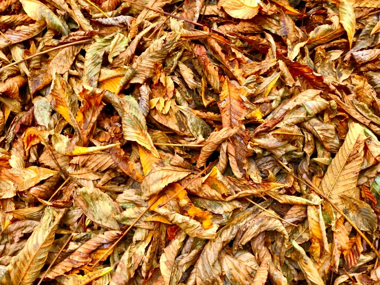 brown leaves lay on the ground with lightening