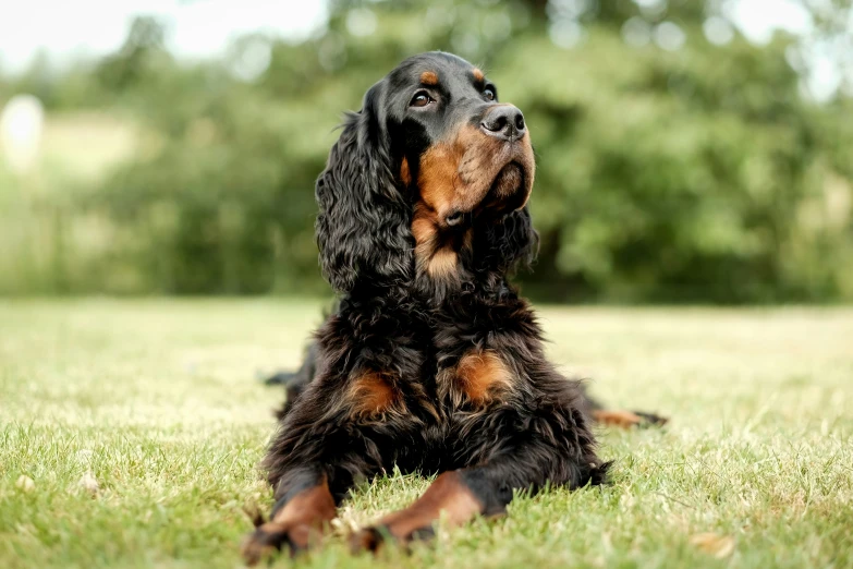 a small dog with long hair laying on top of grass