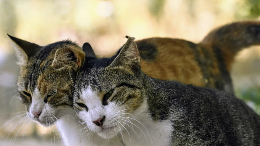 two cats are looking at each other in the park