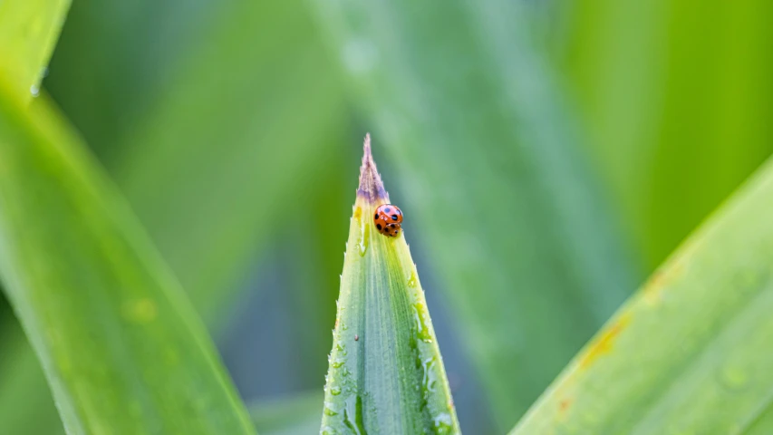 a ladybug sitting on top of a plant with water droplets