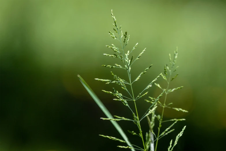 there is a small plant that is standing on a table