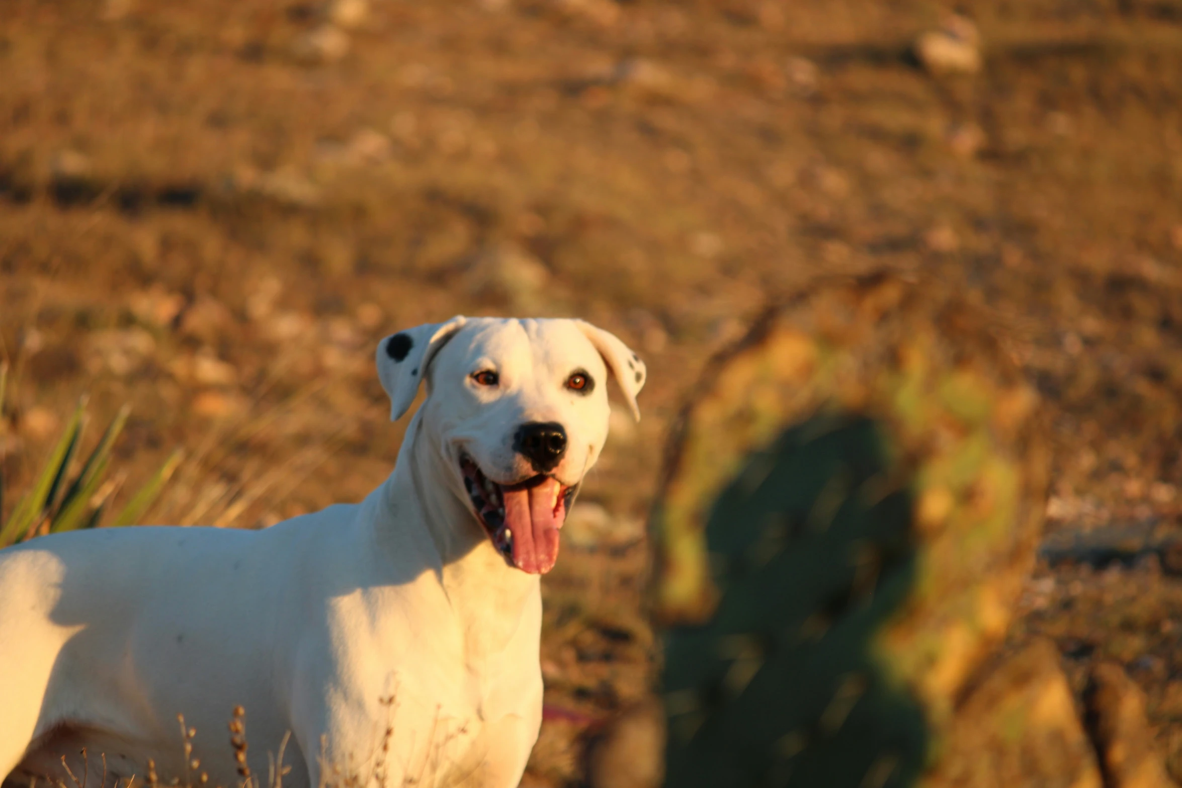 the white dog is standing by himself near cactus