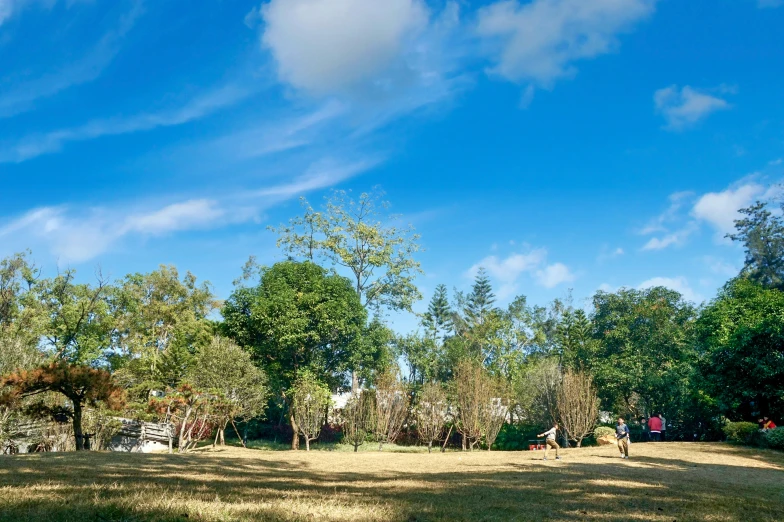 a field with some trees in the distance