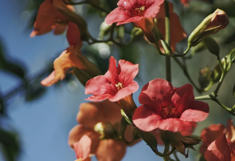 a close up of a tree with red flowers