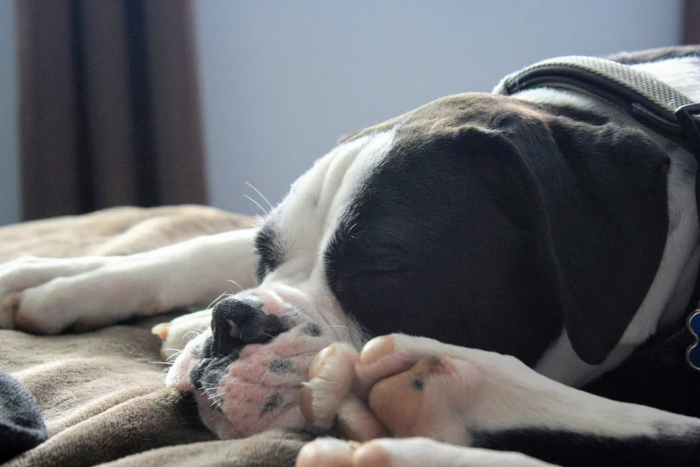 a dog sleeping on top of a bed next to a wall