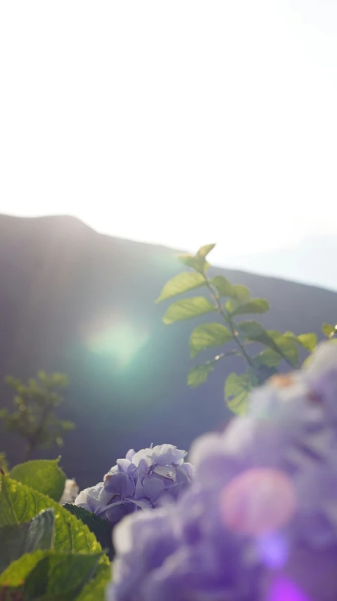 sun glaring over a mountain near flowers