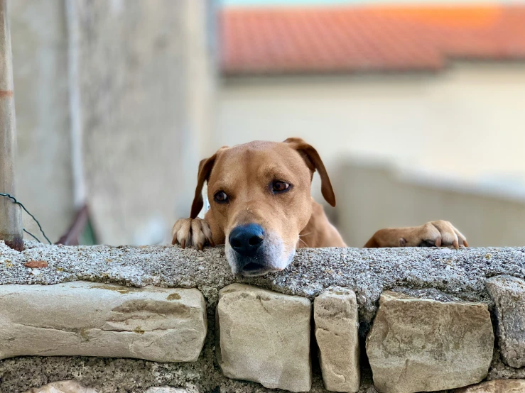 a brown dog sticking its head over a brick wall