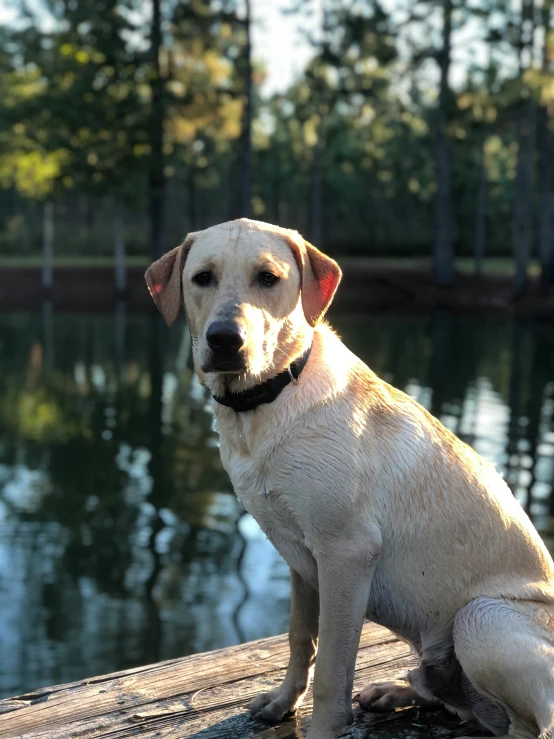 there is a dog that is sitting on the log