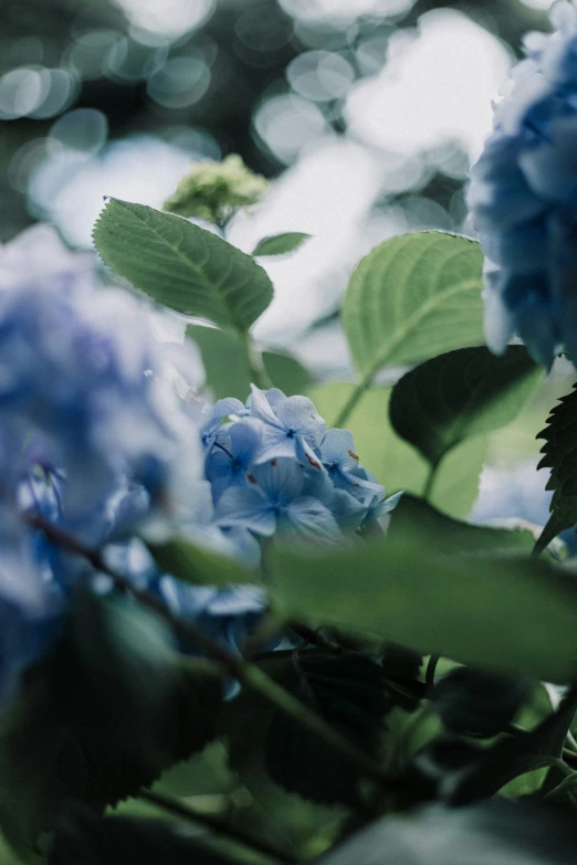 some purple and blue flowers are in a garden