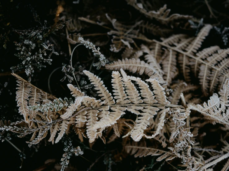 some kind of moss plant with a dark background