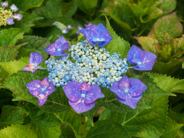 a cluster of blue and white flowers that are on green leaves