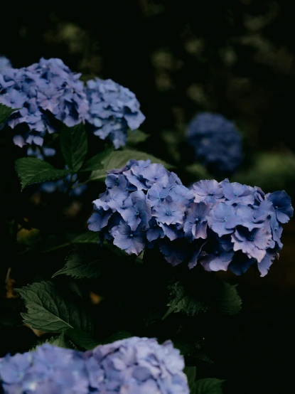 blue hydrangeas in the dark, some of which are slightly open