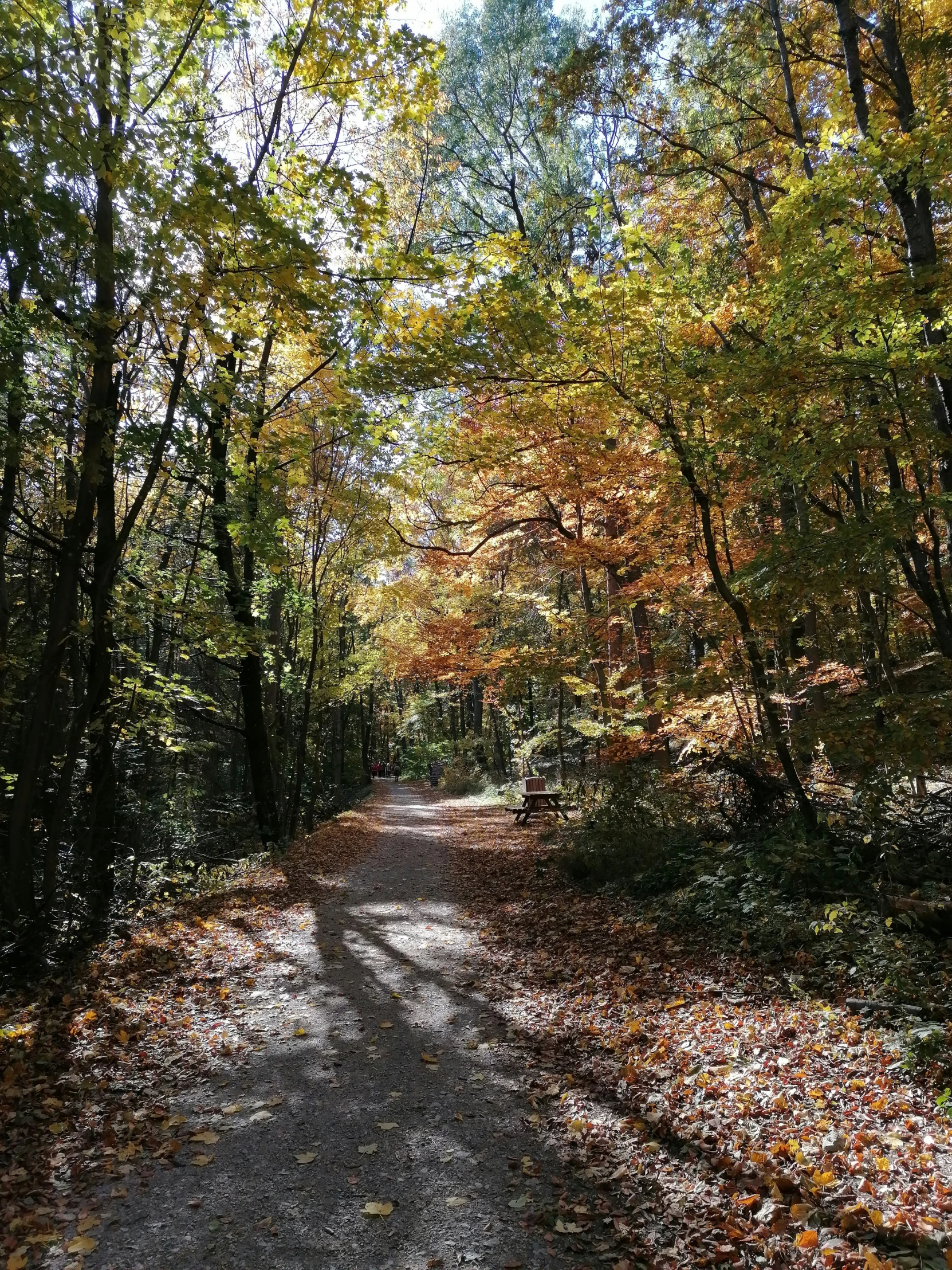 a dirt road is lined with lots of colorful trees