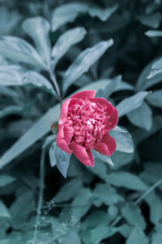 a pink flower grows among a leafy plant