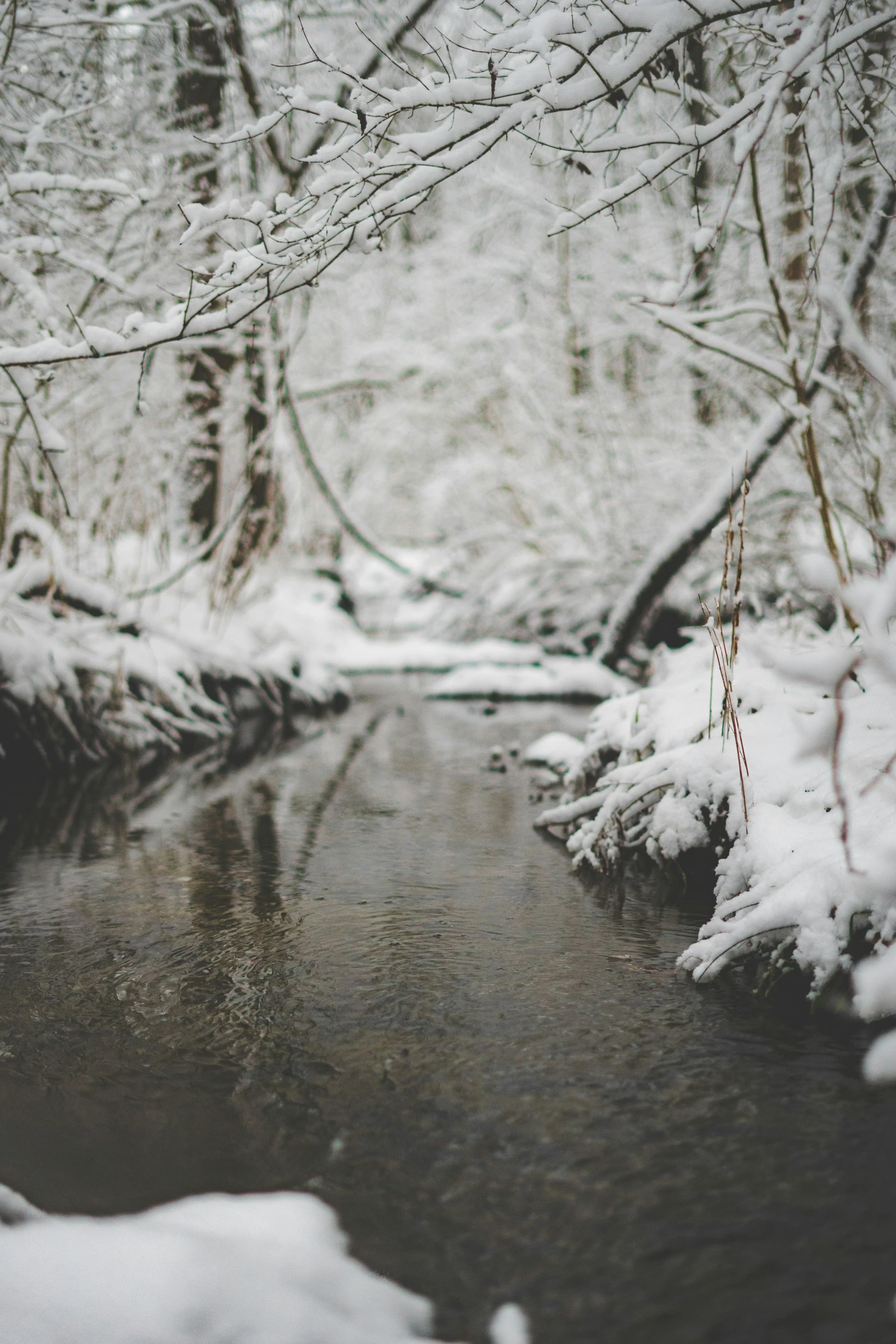 a small stream surrounded by snow and trees