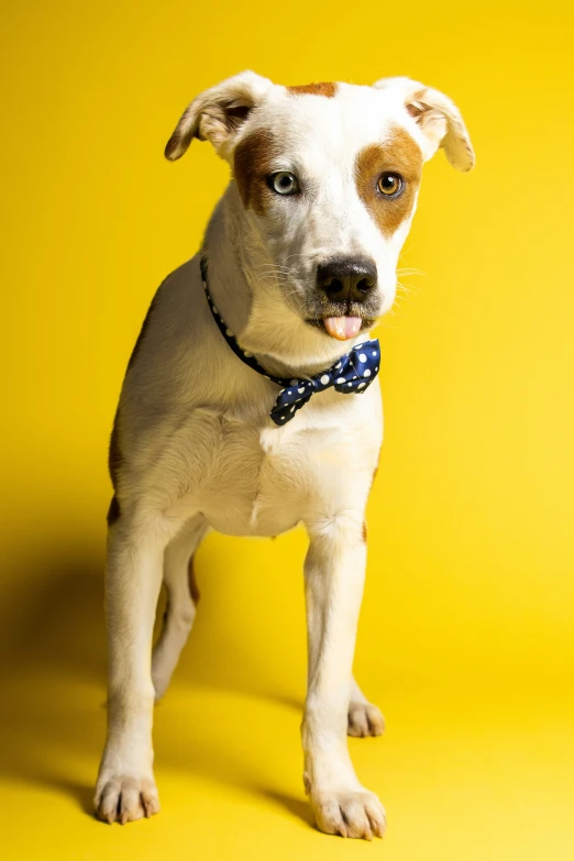 a small dog standing on top of a yellow background