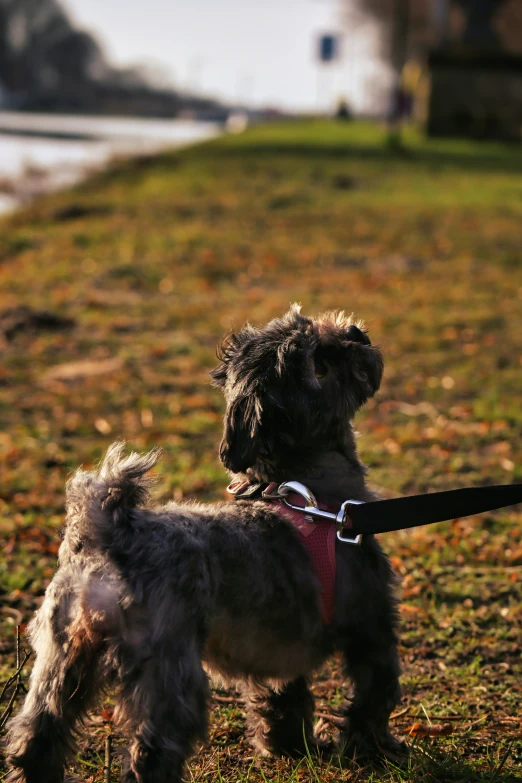 the small dog is on the leash outside