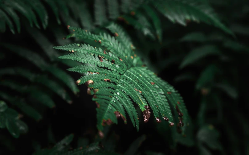 a fern leaf with drops of dew on it