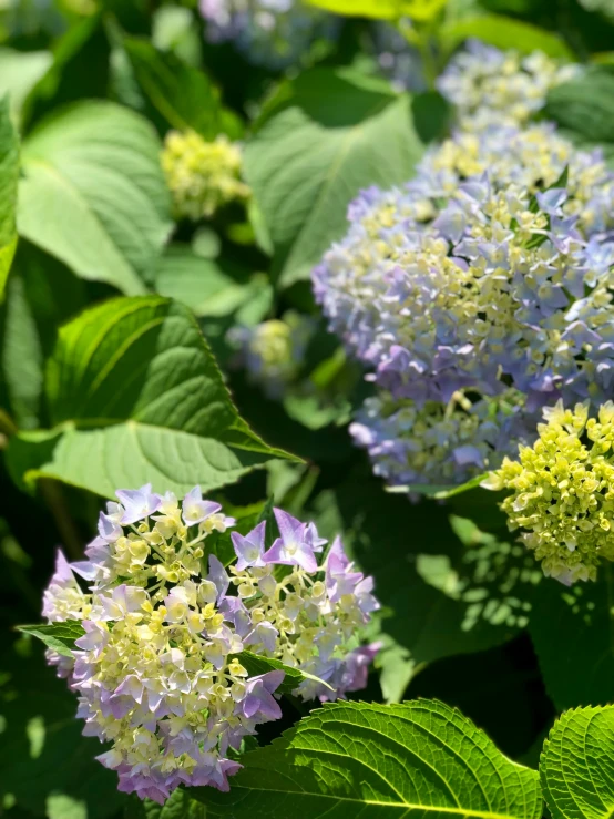 a cluster of flower are growing in the forest