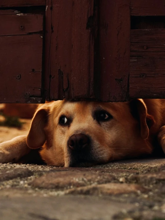 a dog is looking out from under a door