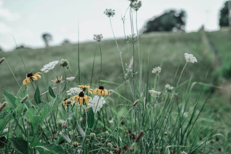 a field with tall weeds and daisies and other plants