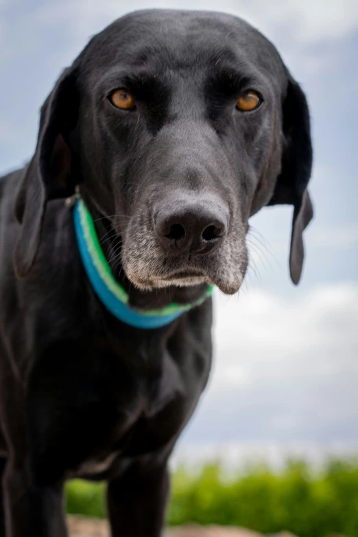 black dog with blue collar on sunny day