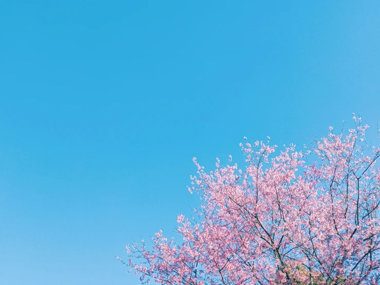 a lone airplane flies low to the sky above pink treetops