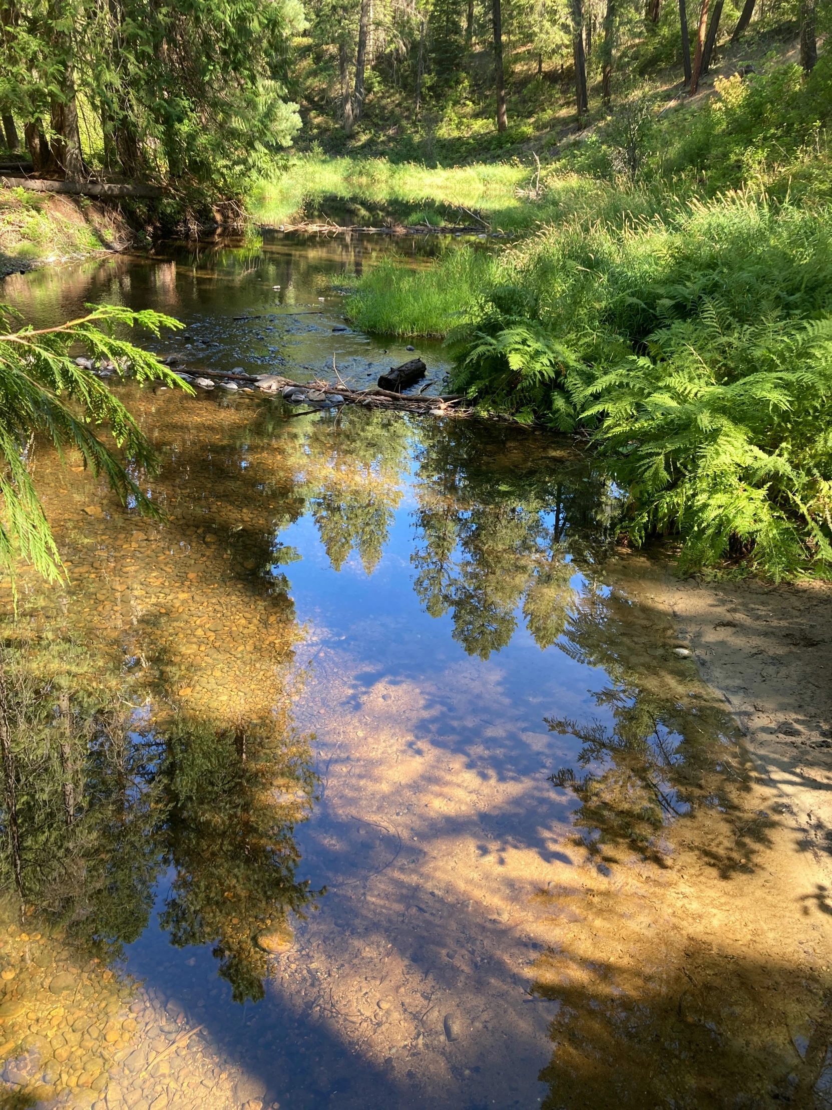 the small river runs through the green forest