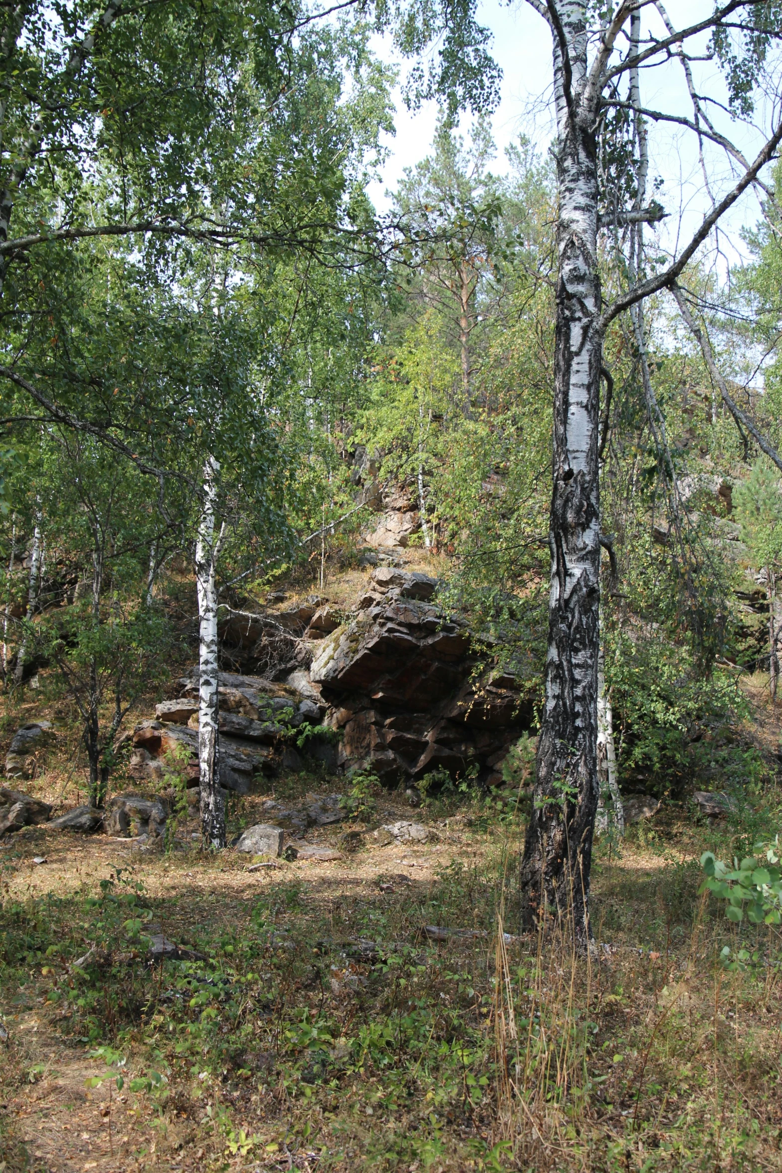 trees that are standing in the grass and a rock