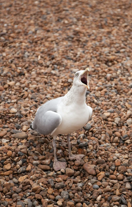 an animal that is standing on a rock