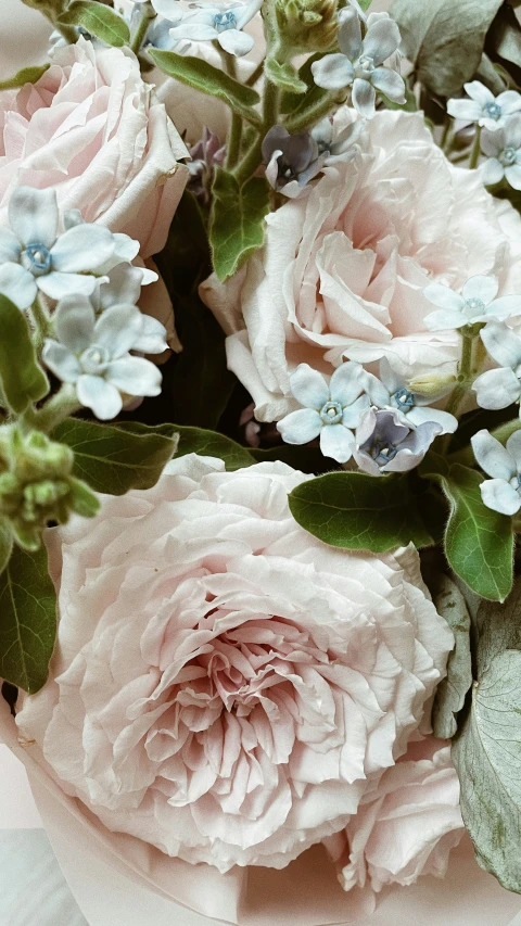 pink roses with leaves and blue flowers on pink paper