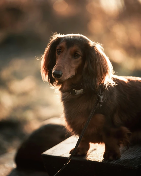 a long haired dog wearing a collar sitting on a wooden bench