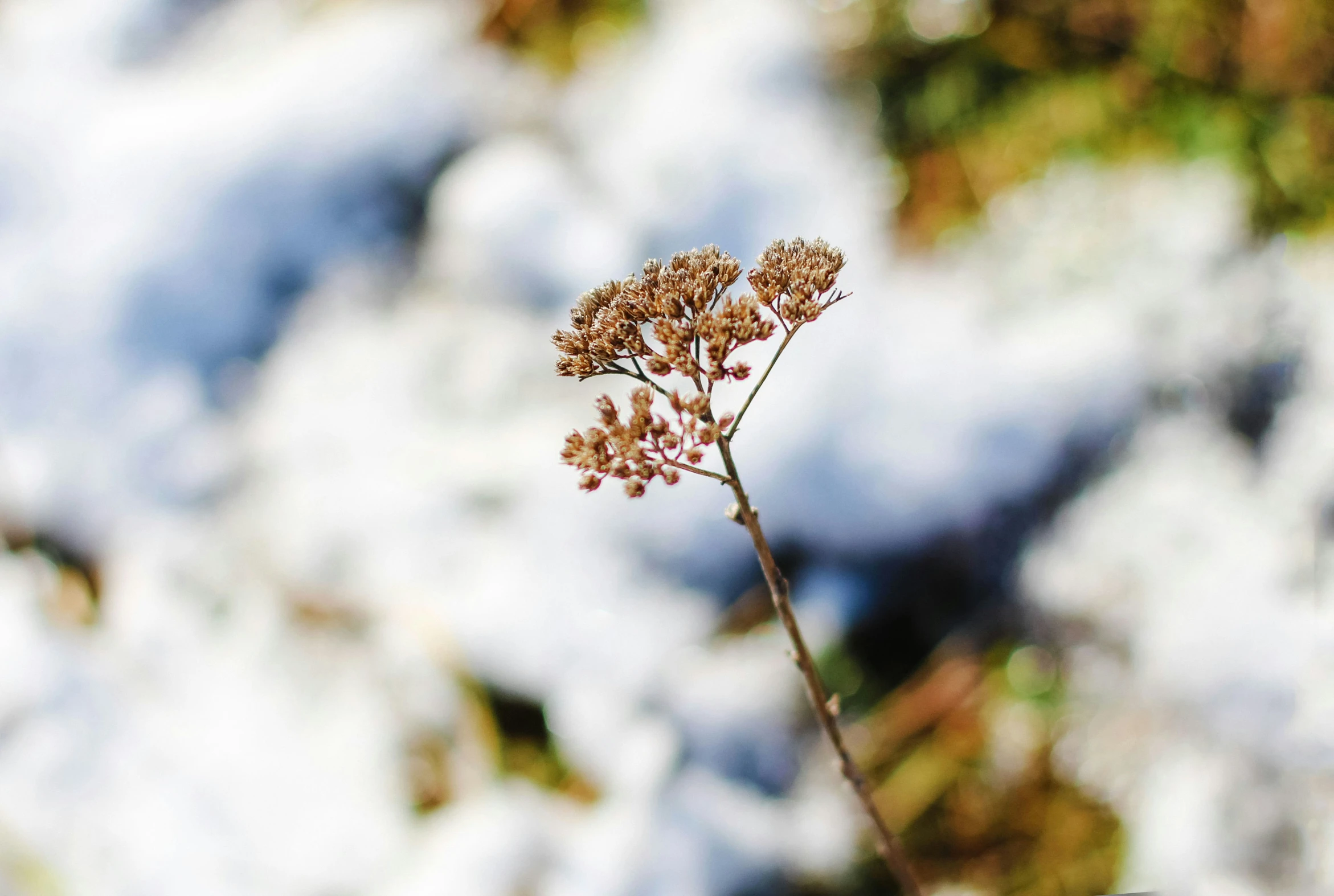 a single plant with small brown flowers and snow covered rocks