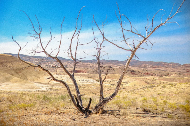 a lone tree in the middle of a field with a mountain behind