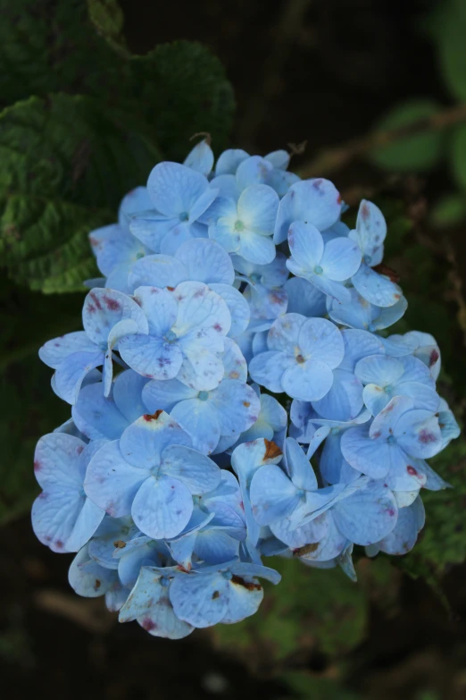 flowers are blue with lots of green leaves