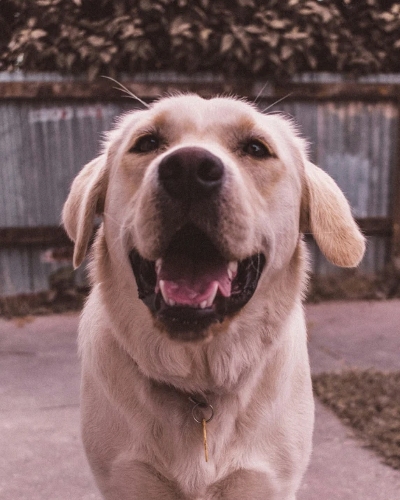 a large brown dog sitting on top of a sidewalk